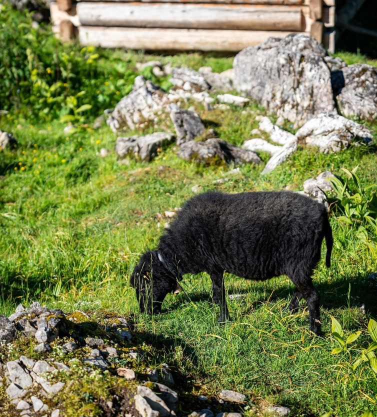 Ein schwarzes Schaf weidet auf einer Almwiese. &copy; TVB Gro&szlig;arltal/Gipfelfieber